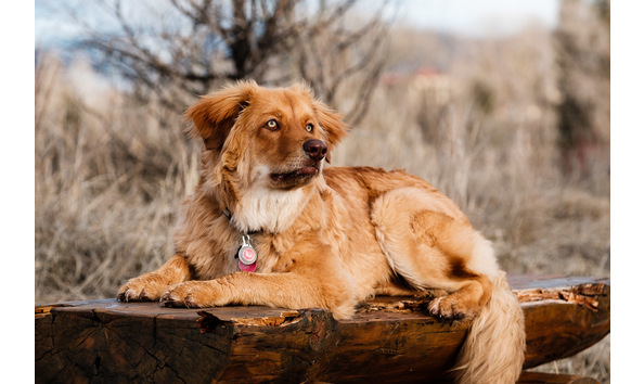 Big image 20170218 bludog jds 288