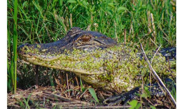 Big image american alligator