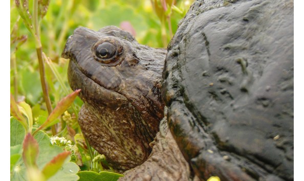 Big image common snapping turtle  2 