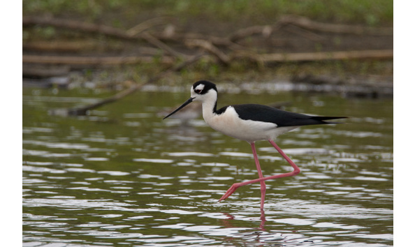 Big image black necked stilt