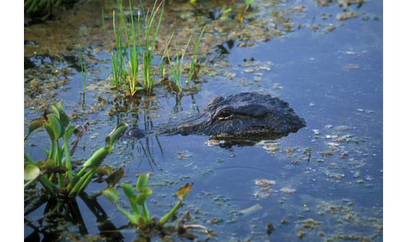 Big image alligator copy