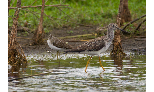 Big image greater yellowlegs