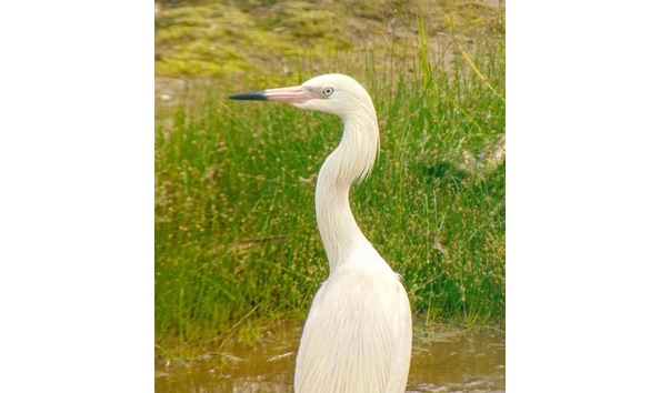 Big image 56963248 10155897598992251 570158639415820288 n copy