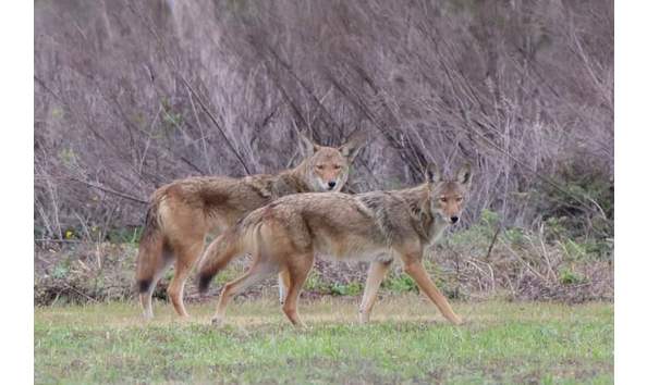 Big image galveston coyote with red wolf dna copy