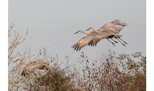 Big image img 8429 2 copy