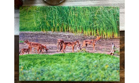 Big image family pack of ghost wolves