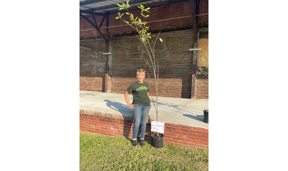 Big image swamp chestut oak for artist boat