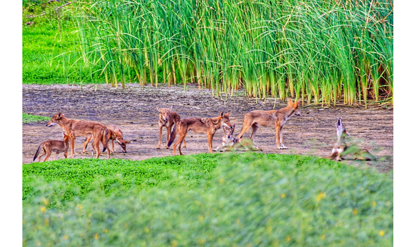 Big image galveston coyotes baby pack