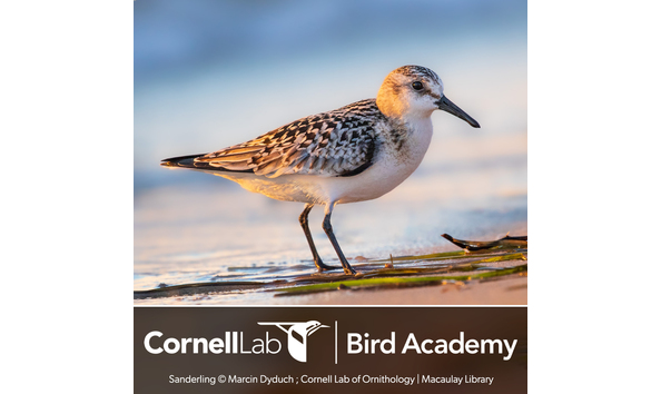 Big image auction images shorebirds 1x1