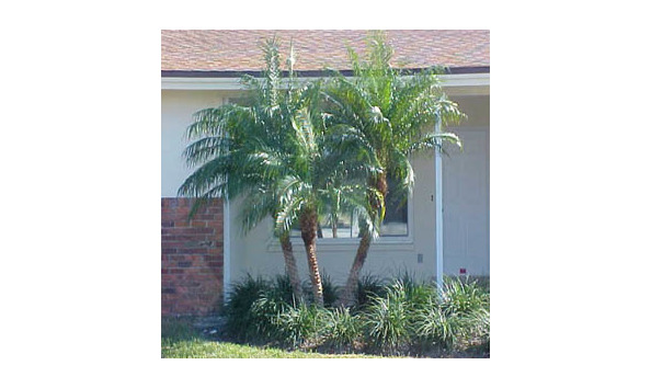 Big image eddies sod3