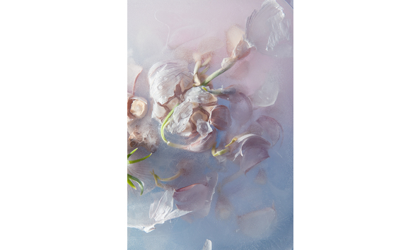 Big image 2023 02 05 botanical ice tiles sativum 76  dsc0076 edit edit 