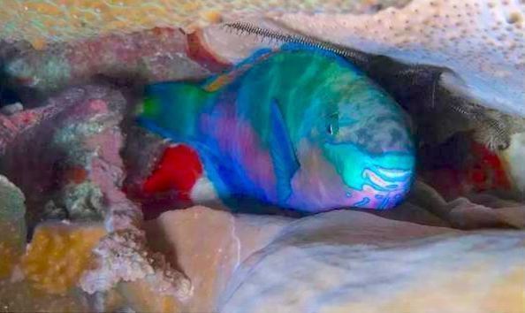 Big image mini magick20241113 1170 1gvjf4h