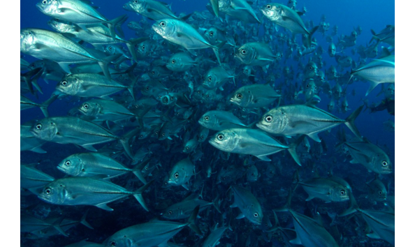 Big image mini magick20241113 1170 1ivp4f7