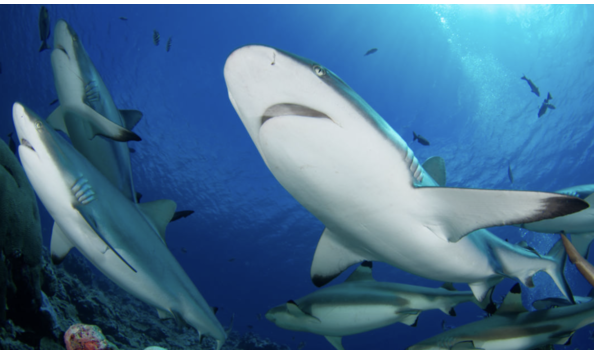 Big image mini magick20241113 1170 wr86lf