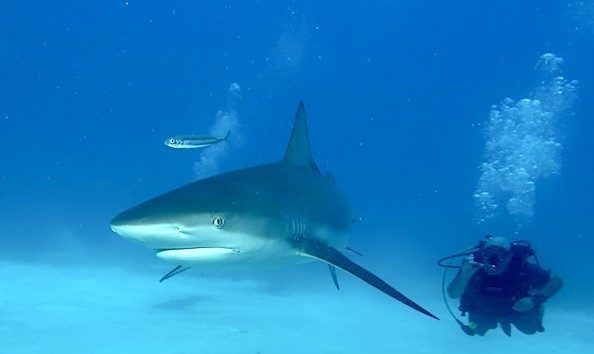 Big image mini magick20241113 1170 1cw0m7l