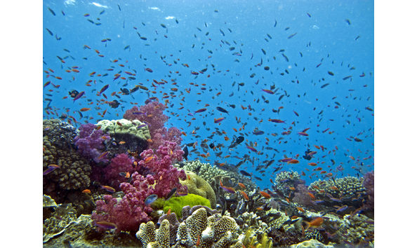 Big image nukubati great sea reef