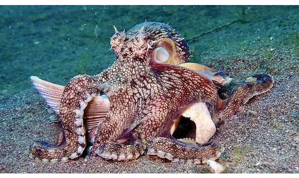 Big image coconut octopus amphioctopus marginatus indonesia lumbalumba resort