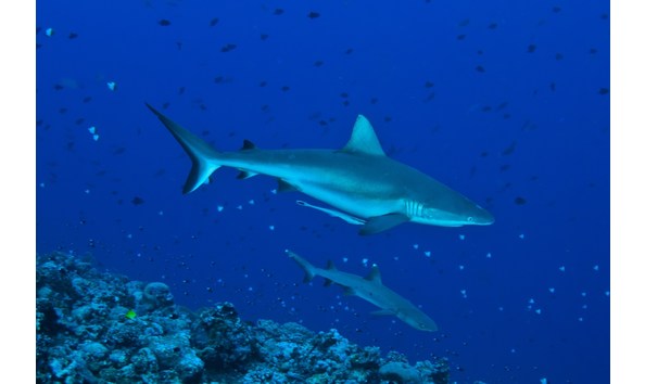 Big image mini magick20250108 3150 1vjb9t4