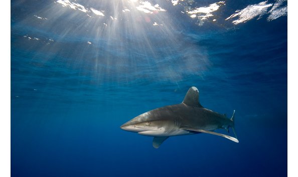 Big image mini magick20250108 3150 9ewcv1