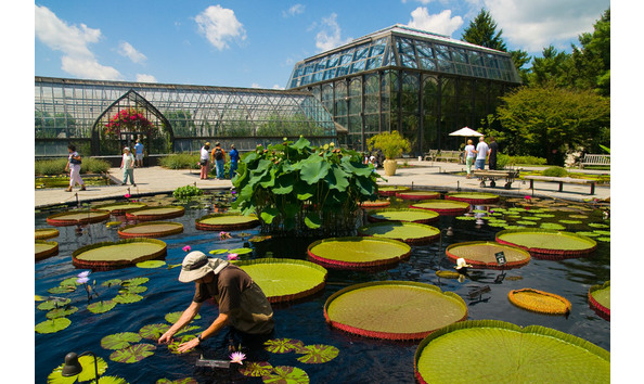Big image longwood gardens lily pads bkrist 900