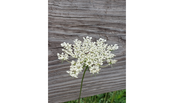 Big image 2021 06 14 07 38 152