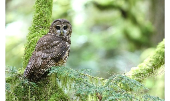Big image northern spotted owl 15 sc 1100x700