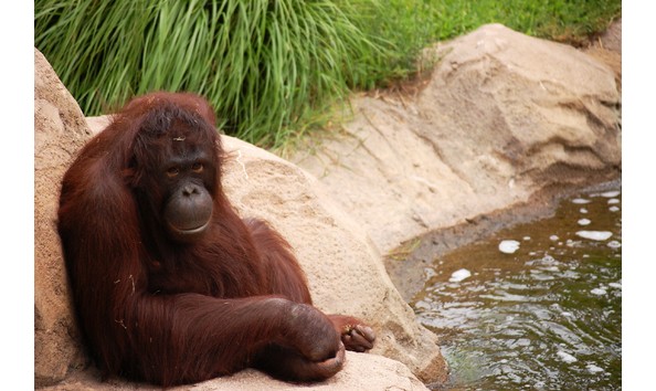 Big image virginia zoo cover