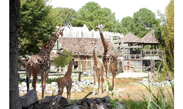 Big image zoo11988631 10153748164833054 6735794370845806847 n b833e92a 5056 a36a 075e558ed8faddcf