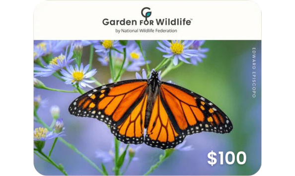 Big image  100 gift card   monarch  1   002 
