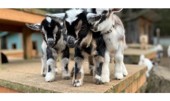 Big image goat party 2