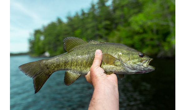 Big image big image bass