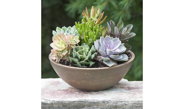 Big image rainbow acres