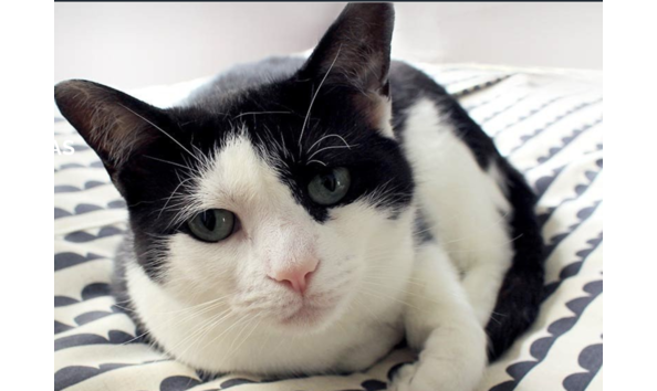 Big image screen shot 2018 03 31 at 8.42.29 pm