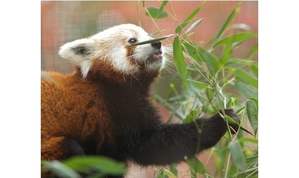 Big image big image 10 16 staten island pandajpg 55fe4914874a638d large