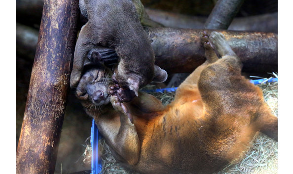 Big image big image sizoo slide vtj0 master1050