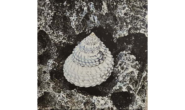 Big image maribeth baruch