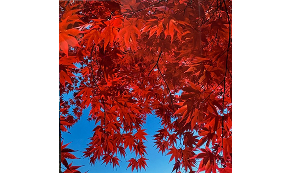 Big image david saavedra