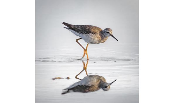 Big image joe lovotti