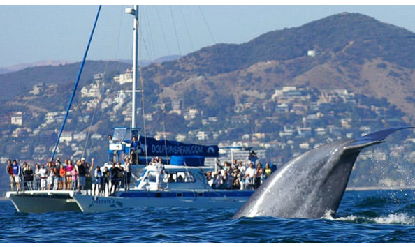 Big image tbe 2018   captain daves photo