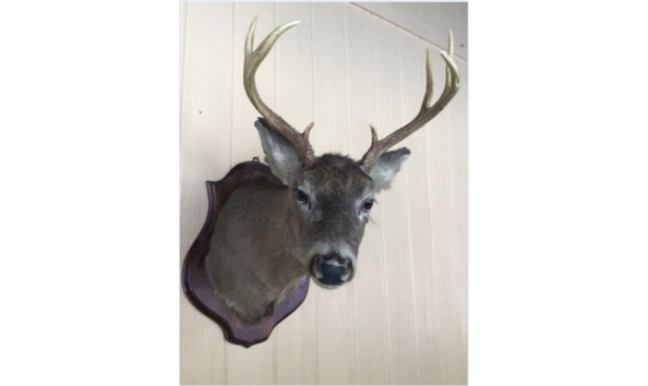 Big image deer head9