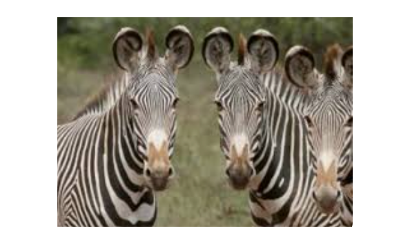 Big image denver zoo animals google search 03 14 2025 09 49 pm