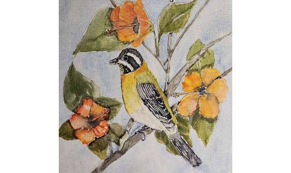 Big image donna siefkes