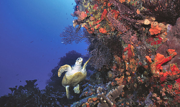 Big image sea saba charity auctions 3