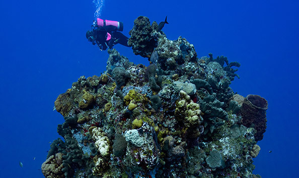 Big image sea saba charity auctions 4