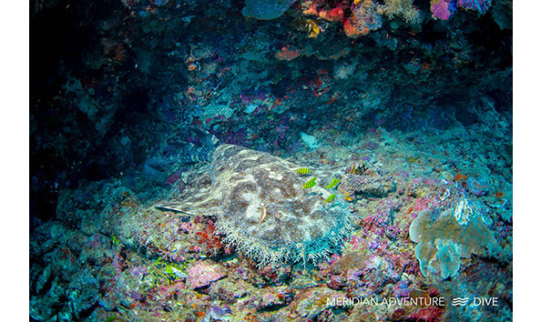 Big image meridian 9