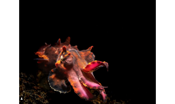 Big image screen shot 2025 03 28 at 4.25.14 pm