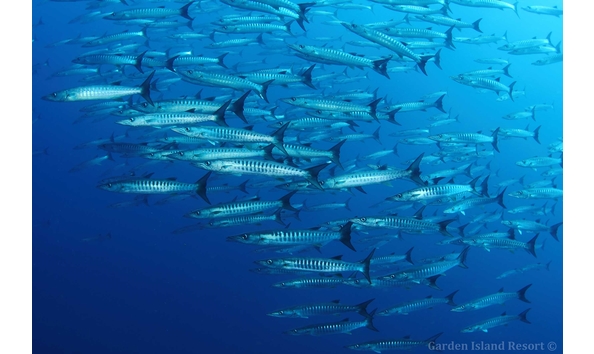 Big image gir   divesite barracudahole