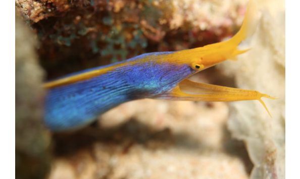 Big image screen shot 2025 03 28 at 5.46.15 pm