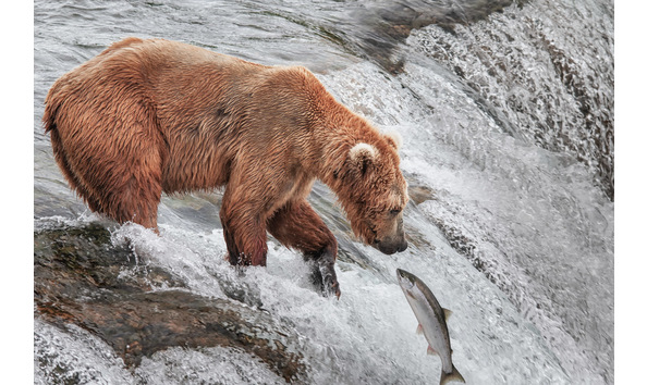 Big image bears of katmai lr for presentations 4