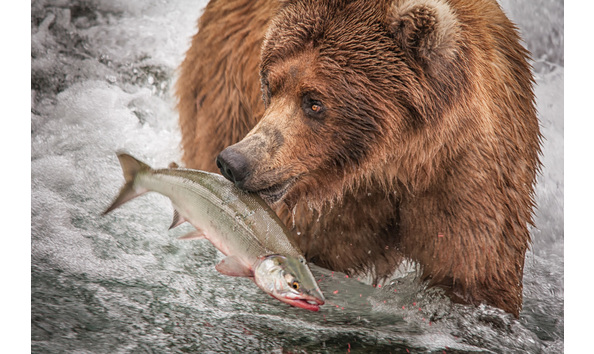 Big image bears of katmai lr for presentations 3